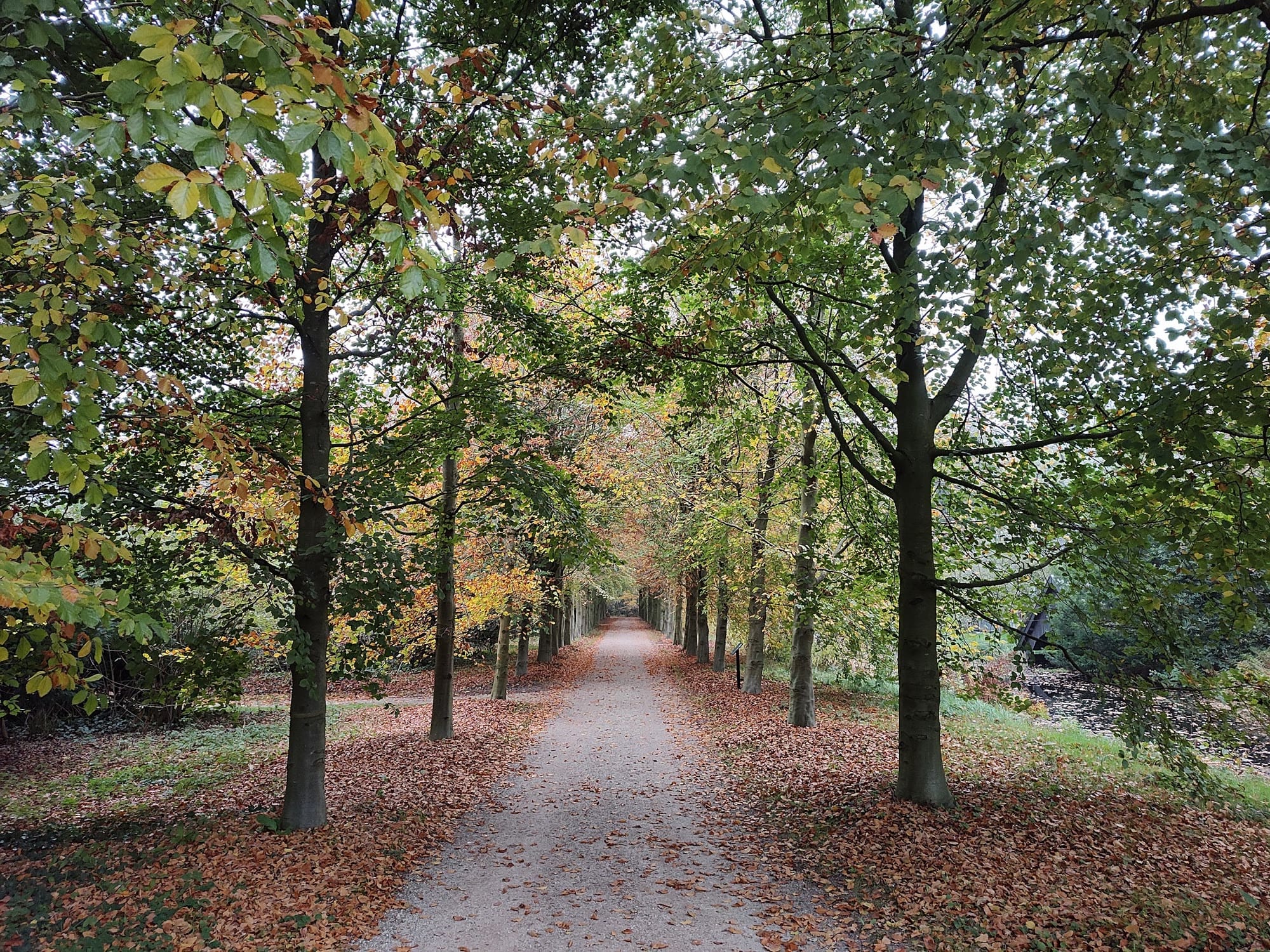 De beukenlaan naar de schuur in herfstkleuren