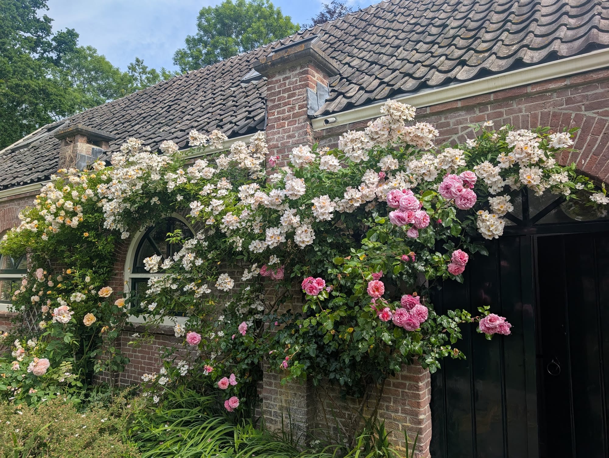 Rozen in bloei tegen de bakstenen gevel